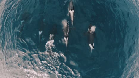 orcas group swimming in peninsula valdes patagonia argentina aerial shot top view