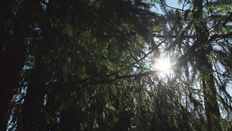 sol entrando a través de ramas en medio de un bosque