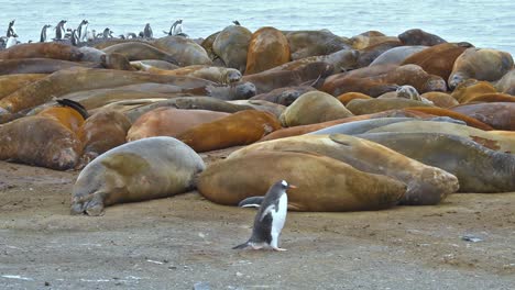 Antarktis-Eselspinguine-Kreuzen-Sich-Vor-Seeelefanten-Auf-Livingstone-Island-1