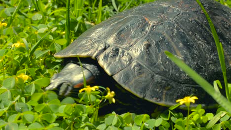 tortoise taking the sun