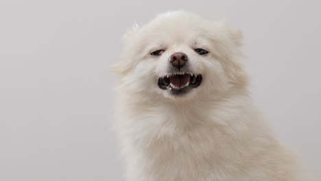 close-up view of a white dog