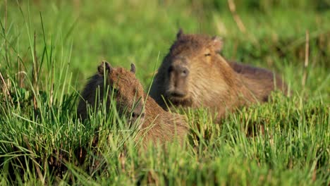young capybara chews on grass as mother relaxes nearby, ibera wetlands, argentina.