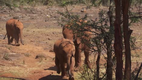 Elefante-Bebé-Corriendo-En-El-Orfanato-De-Elefantes-Don-Sheldrick,-Nairobi,-Kenia