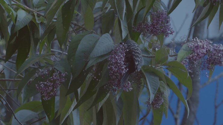 Picchio crestato biondo che si nutre di frutti sull'albero