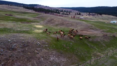 large herd of elk migrating and grazing in an open field