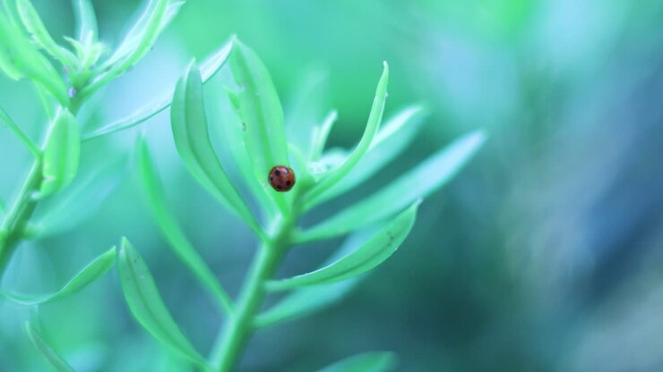 Coccinella che striscia su fogliame verde vibrante