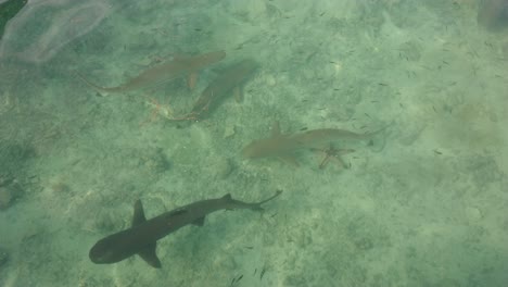 vista superior grupo de tiburones nadando bajo el agua