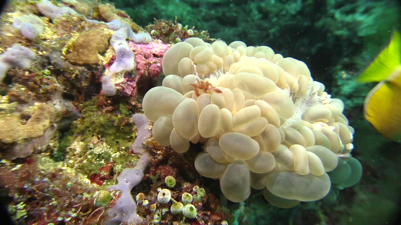 거품 산호 위에서 나비고기의 공격을 받는 오랑우탄 게