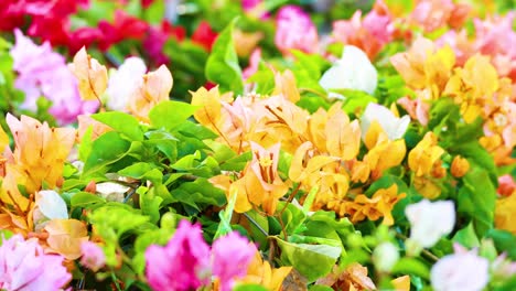 vibrant flowers blooming in a lush garden