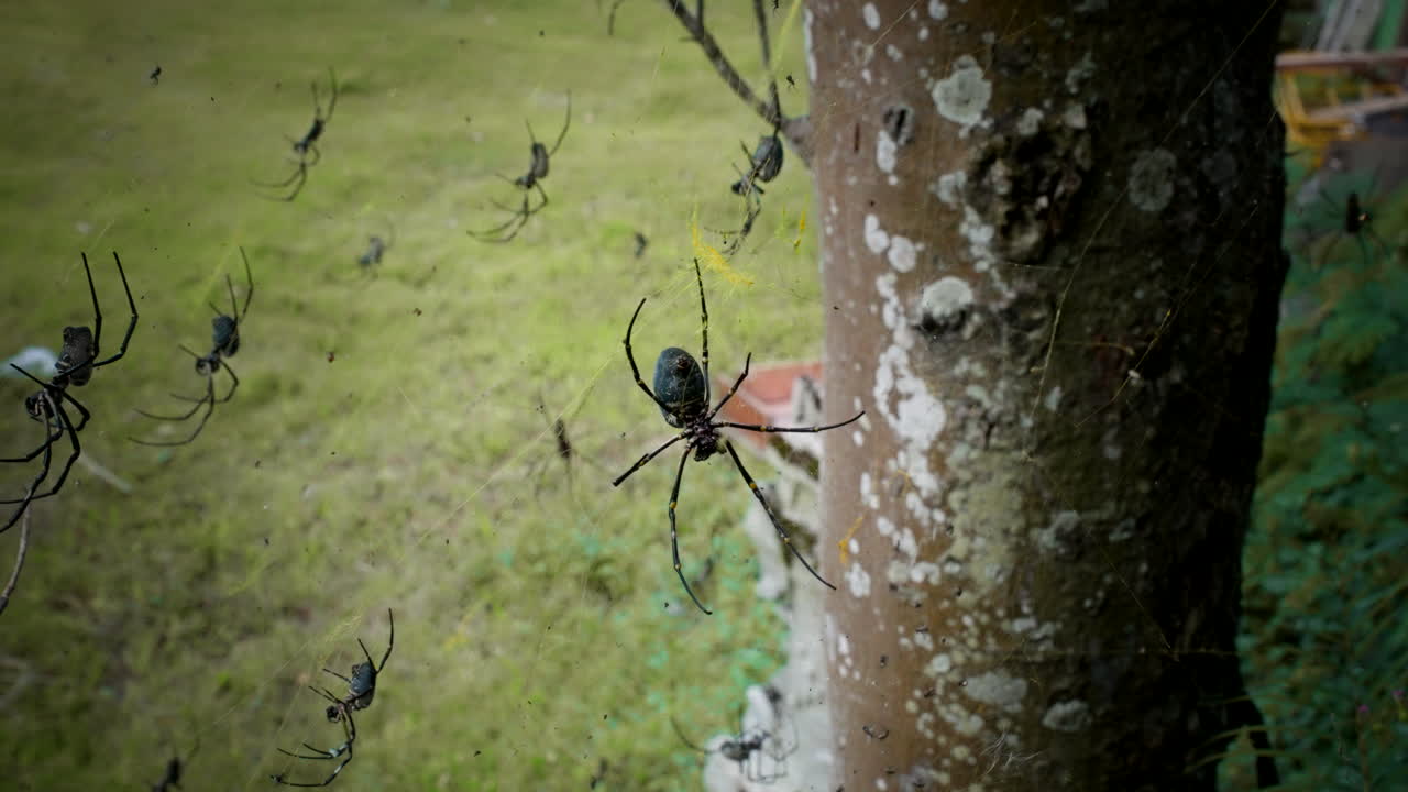 araña tejedora de orbe dorado gigante en la tela de araña por el tronco del árbol en indonesia