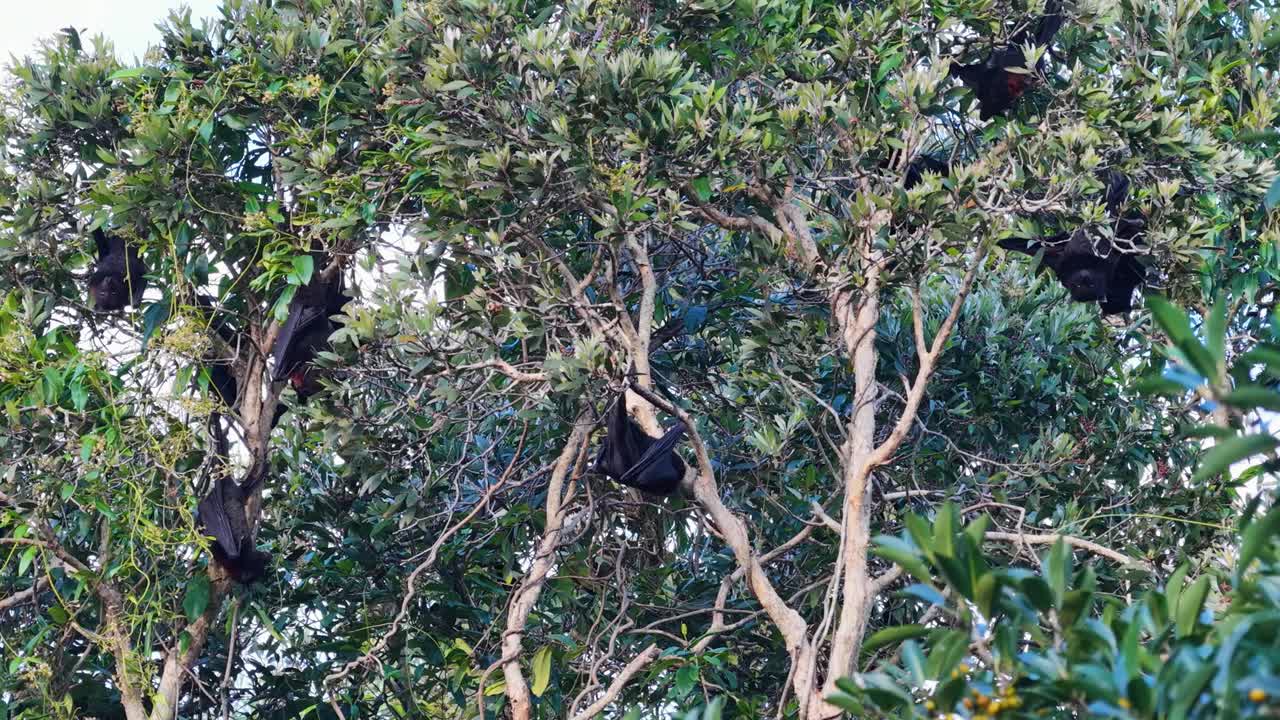 Flying foxes hang from trees in Gold Coast, Australia. Natural lighting captures their serene environment and subtle movements