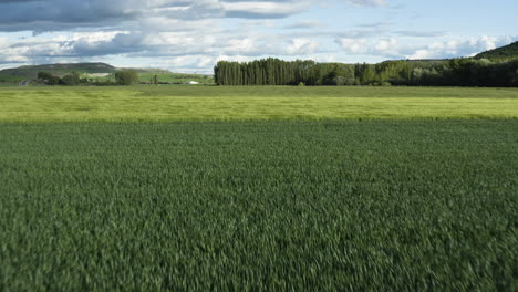 Flying-across-the-green-farm-and-hayfields-outside-of-Penafiel-Spain--Low-aerial