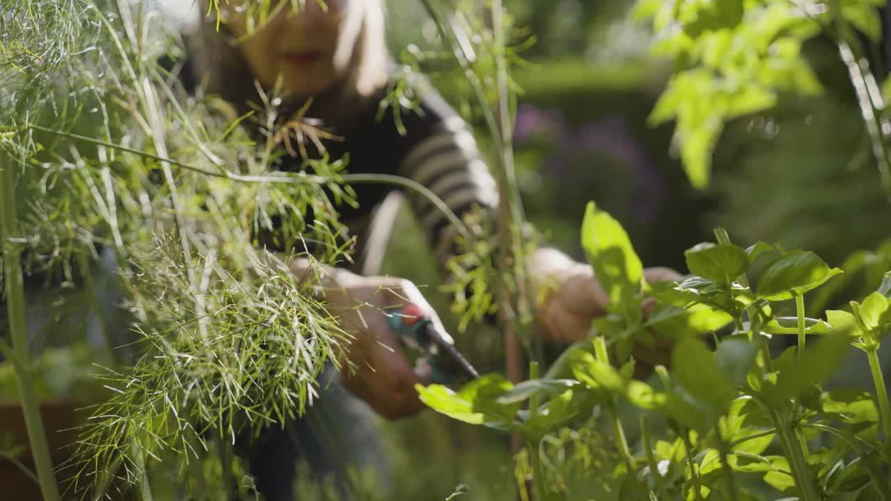 Primo piano di una donna che raccoglie erbe fresche e verdi in un giardino, a rappresentazione dell'orticoltura biologica e di uno stile di vita sano