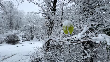 Gefrorenes-Grünes-Blatt,-Das-Im-Kalten-Winter-An-Einem-Ast-Hängt,-Starker-Schneefall-Im-Hyrkanischen-Wald-Im-Iran,-Malerische-Panoramalandschaft-Der-Natur,-Klimawandel,-Ländliches-Leben,-Abenteuer,-Attraktion,-Wandern,-Reisen