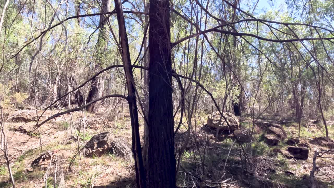나무 와 잎자루 가 있는 조용 한 숲