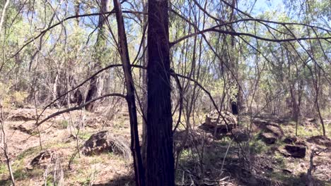 A serene forest with trees and foliage