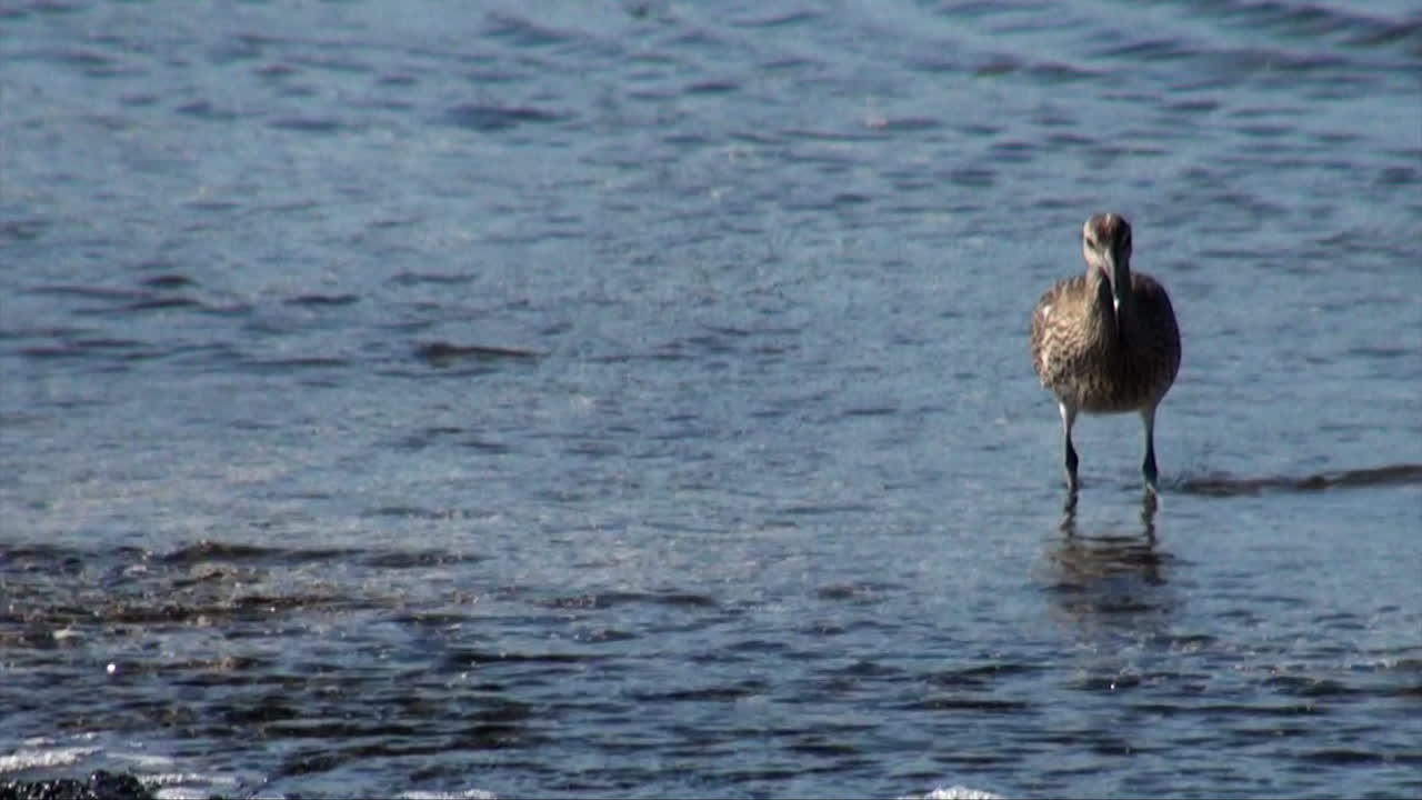 물 가장자리 에 있는 해안 새