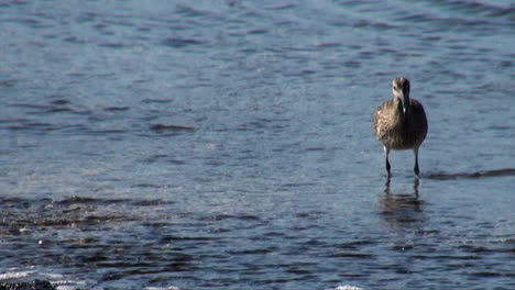 pájaro de la orilla en la orilla del agua