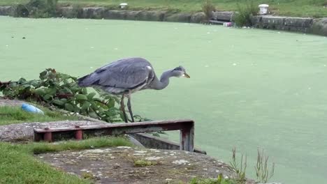 Geduldige-Graureiher-Vogeljagd,-Die-Den-Flusskanal-In-Der-Nähe-Beobachtet