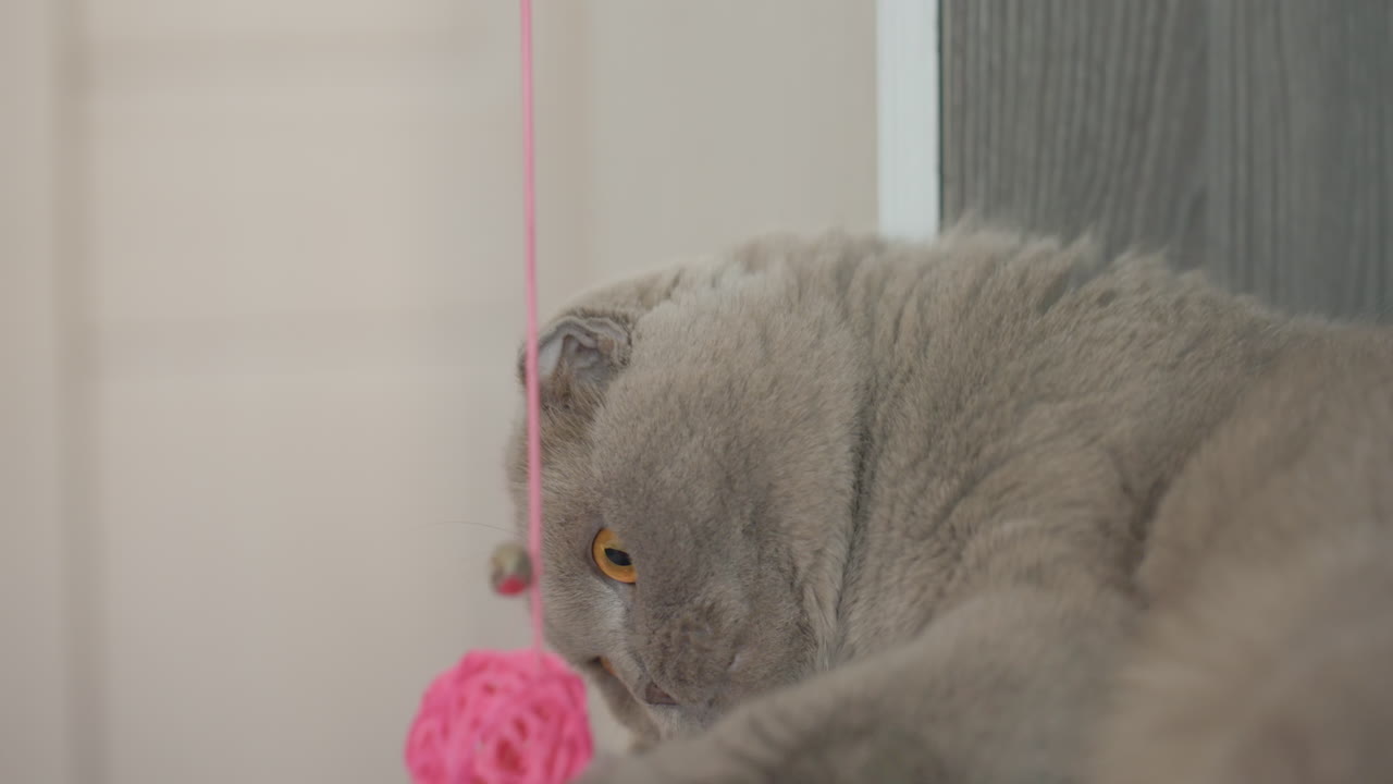Accudimento felino: persona accarezza felino, proprietario rilassato accarezza felino grigio, persona a suo agio spazzola delicatamente gatto grigio morbido, individuo accarezza con calma il suo gatto domestico grigio durante la sessione di toelettatura