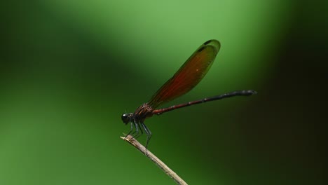 ochraceous darkie, euphaea ochracea, kaeng krachan national park, unesco world heritage, thailand