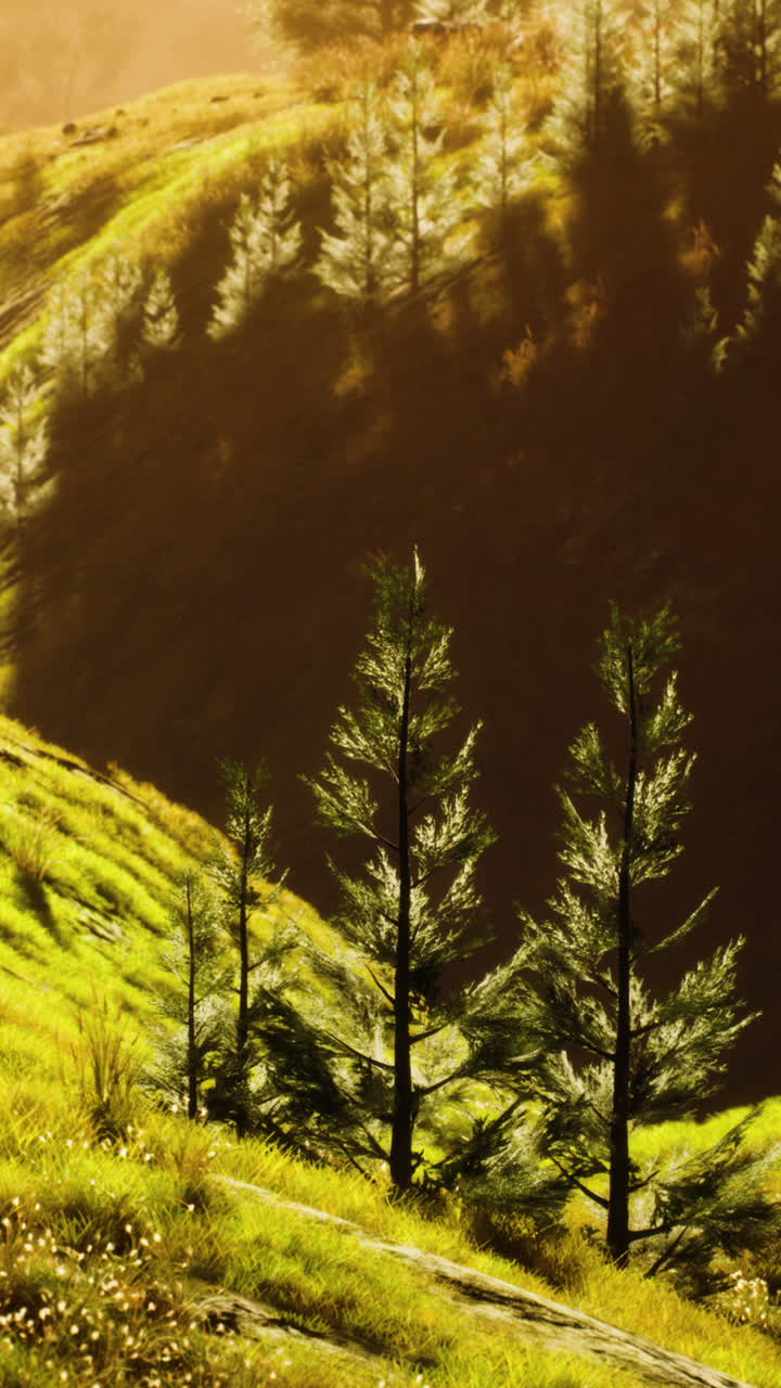 árboles verdes en el cañón al atardecer con niebla