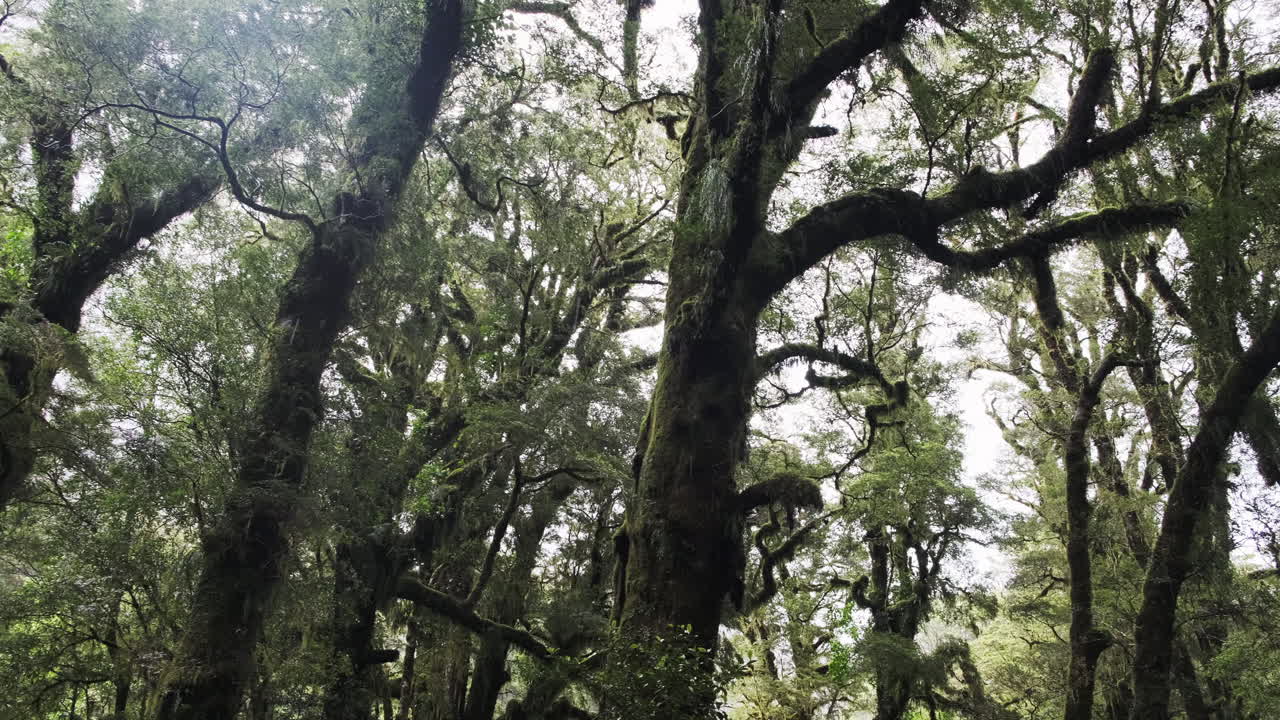 A misty and rainy forest of beech trees in New Zealand, surrounded by lush green vegetation