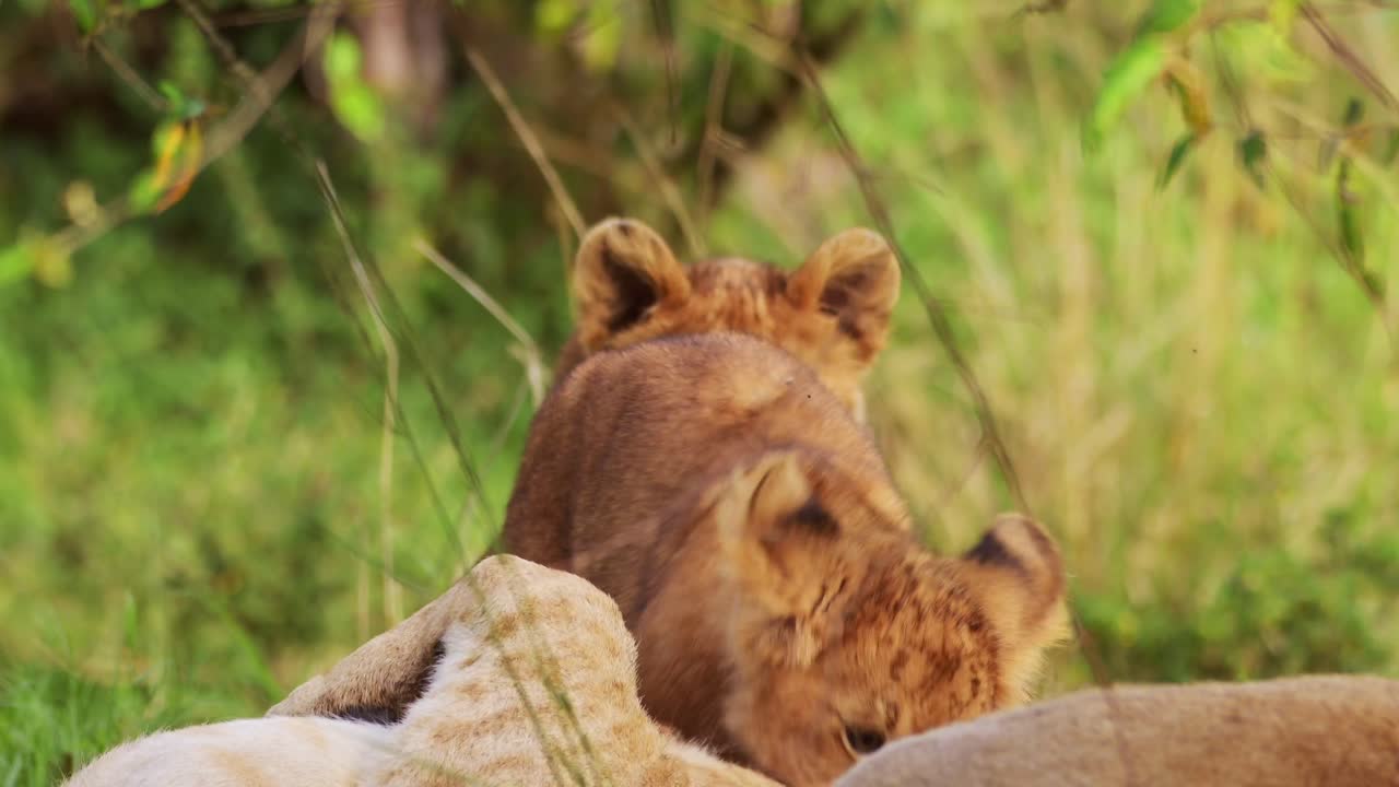 schattige leeuwenkinderen die onbeschaamd met elkaar spelen en moeder speels, afrikaanse dieren in het masai mara national reserve, kenia, afrika safari dieren in het masai mara north conservancy
