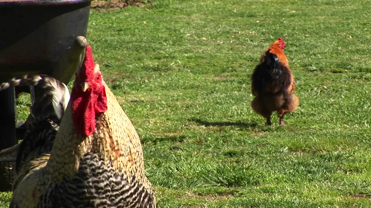 un gallo canta para la cámara antes de seguir a sus gallinas mientras caminan al fondo