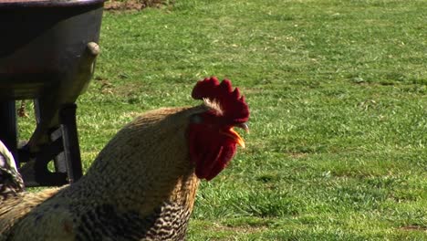 a rooster crows for the camera before following his hens as they walk by in the background