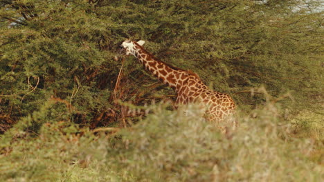 giraffe in african savanna