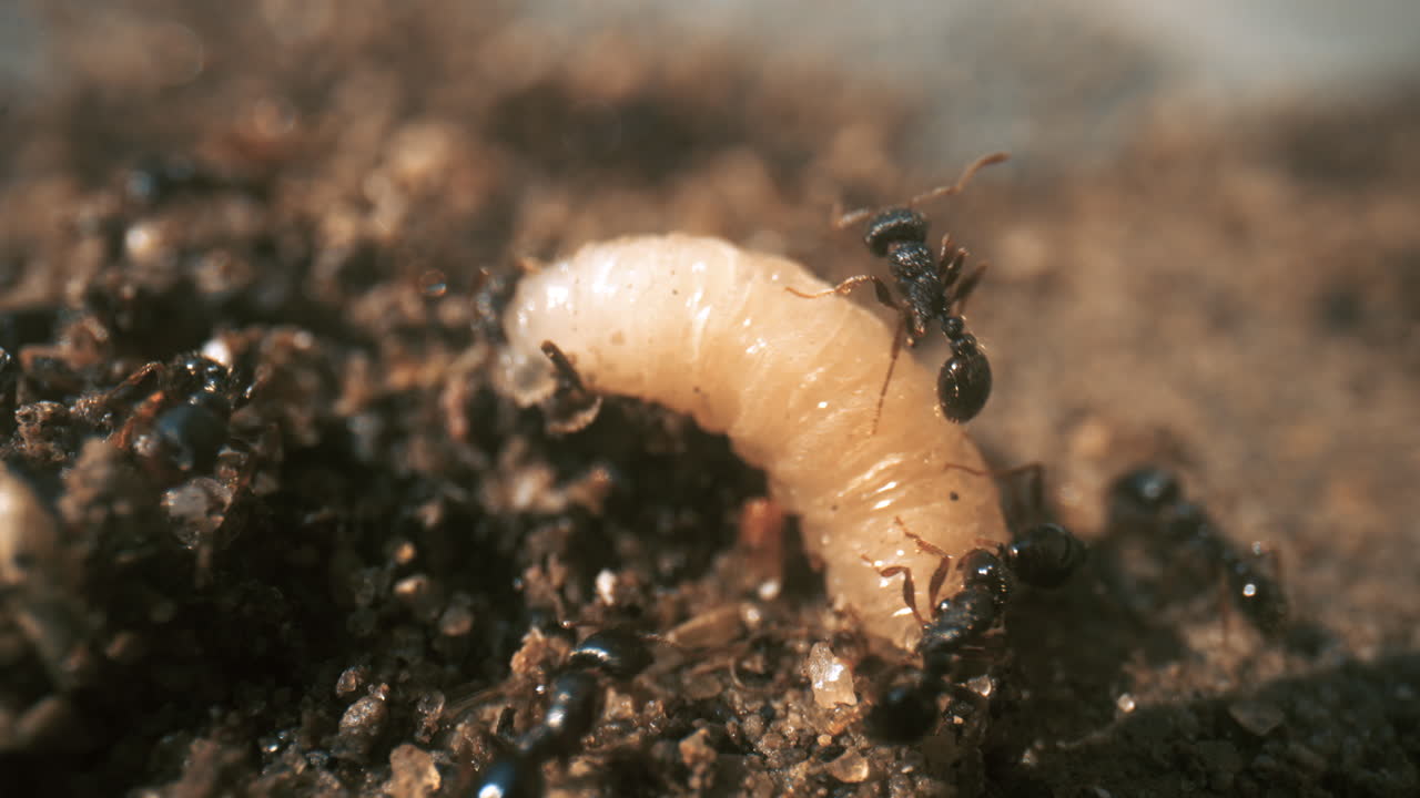 Primo piano macro di formiche nere che trasportano una larva al nido