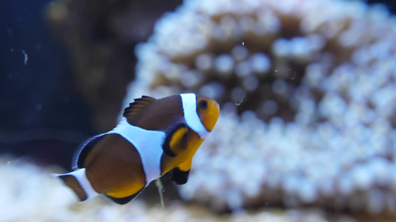 Klovnefisk spiser med anemoner i sløret baggrund.