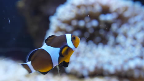 clownfish eating with anemone in blurry background