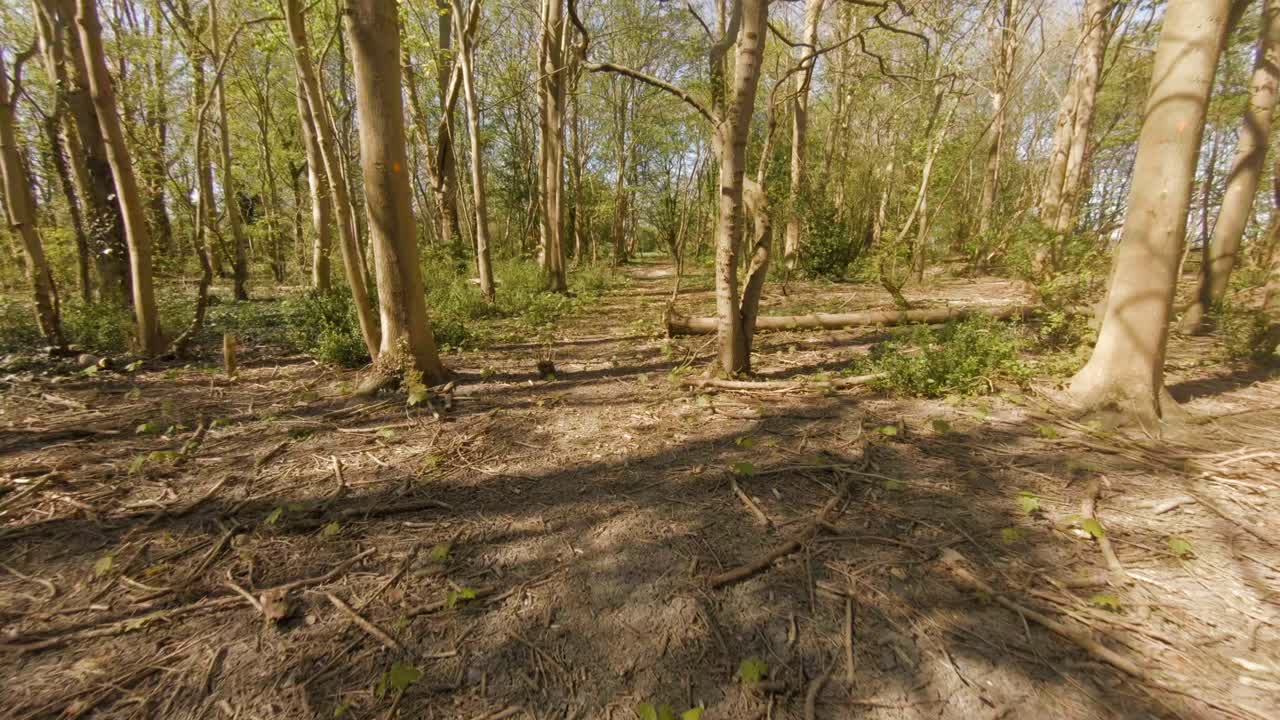 Aerial drone flight through lush woodland forest in daylight near town of Veere