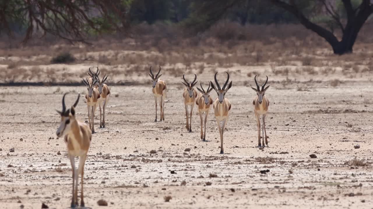 Wide shot of a herd of springboks walking in the heat of the day in the arid landscape of Kgalagadi Transfrontier Park