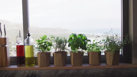 Video-of-herbs-and-houseplants-standing-on-window-at-home