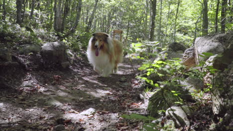 Collie-dog-walks-on-a-forest-path-in-a-sunny-day,-slow-motion