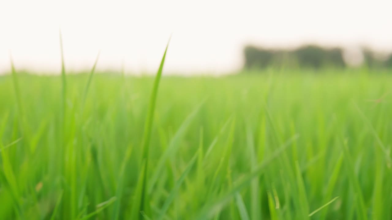 cerca de las hermosas plantas de arroz en un hermoso campo de arroz en granjas orgánicas al atardecer