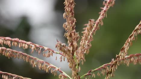 corn flowers - food - seeds