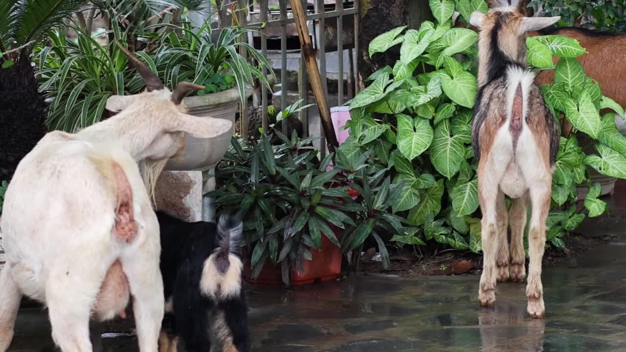 A group of goats curiously exploring and interacting near vibrant garden foliage and pots.