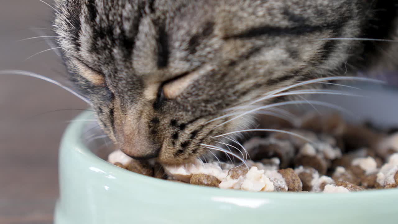 Close-up of a tabby cat licking a paté out of its bowl, with some kibble.