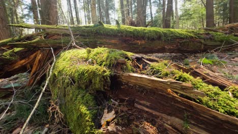 Wald-Erdgeschoss-Bewegung-Nach-Oben-Durch-Den-Wald