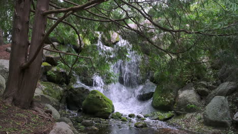 Kleiner-Waldwasserfall-Mit-Einer-Kiefer-Im-Vordergrund