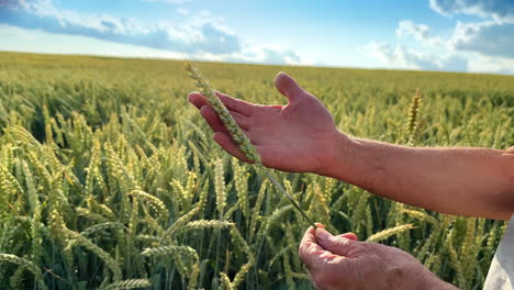 male hands hold the ear of barley. beautiful field of corn waving in the wind at backdrop.