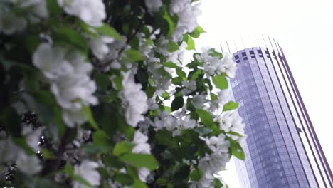 white flowers and a skyscraper