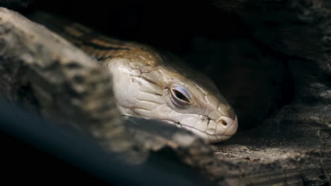 sleepy argentine tegu salvator merianae in the terrarium, close up