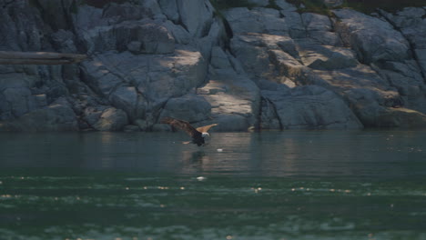 eagle catching fish in the ocean in canada