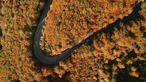 Drohnenaufnahmen-Aus-Der-Luft-Von-Autos,-Die-Auf-Einer-Fast-V-förmigen,-Gewundenen-Straße-Mitten-In-Einem-Herbstfarbenen-Wald-Fahren