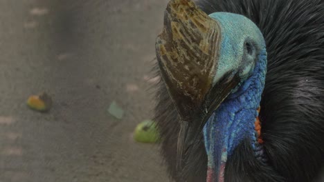 closeup of a two-wattled cassowary with head looking down in rainforest of queensland in australia